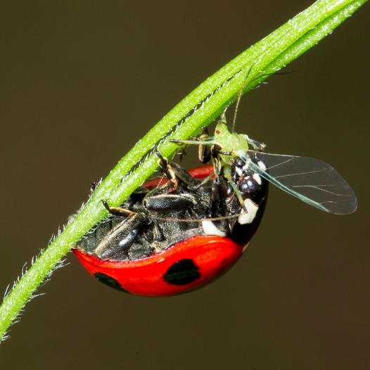 The Ultimate Guide to Pest Control Without Chemicals