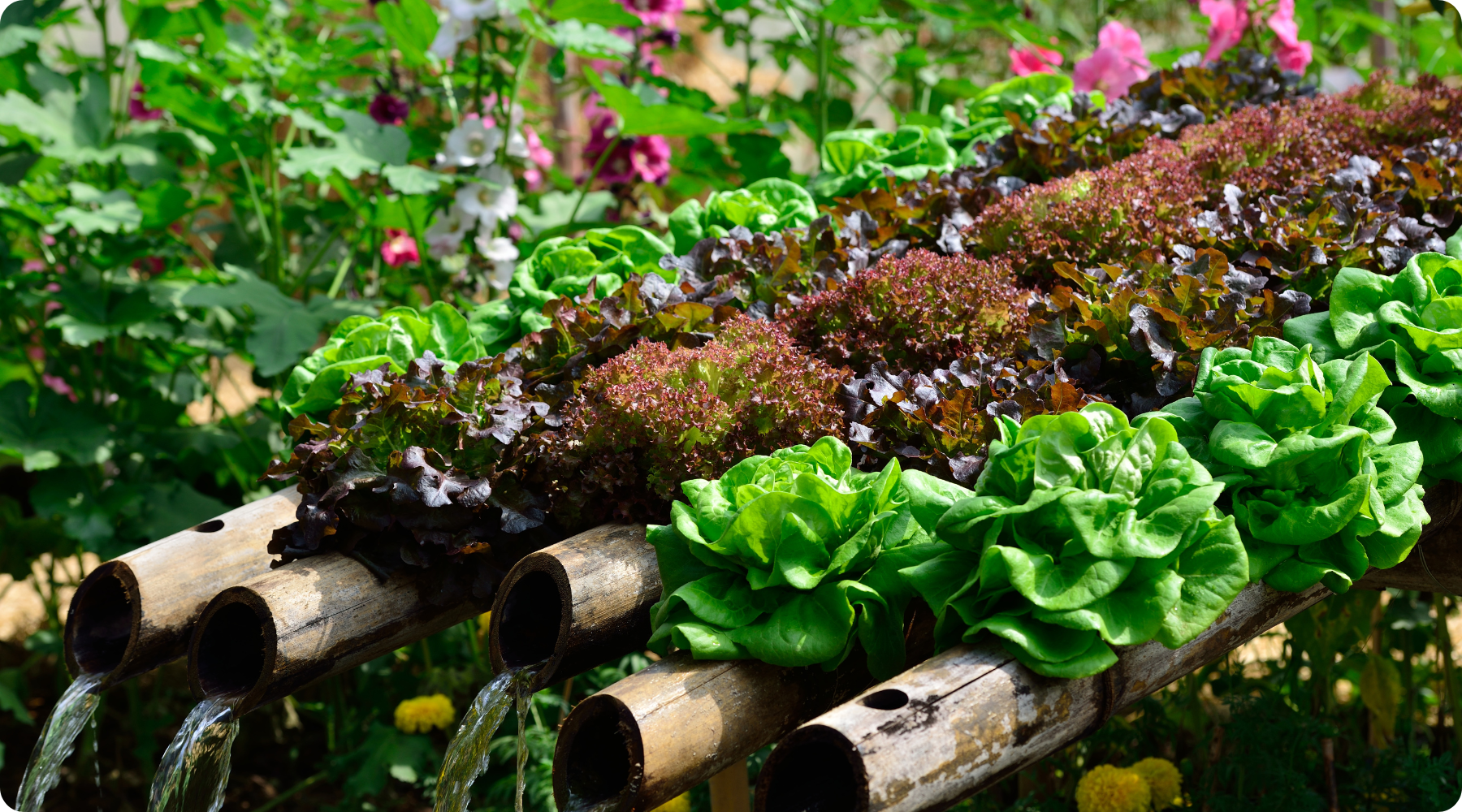 Hydroponics vs. Traditional Gardening: Which is Right for You?