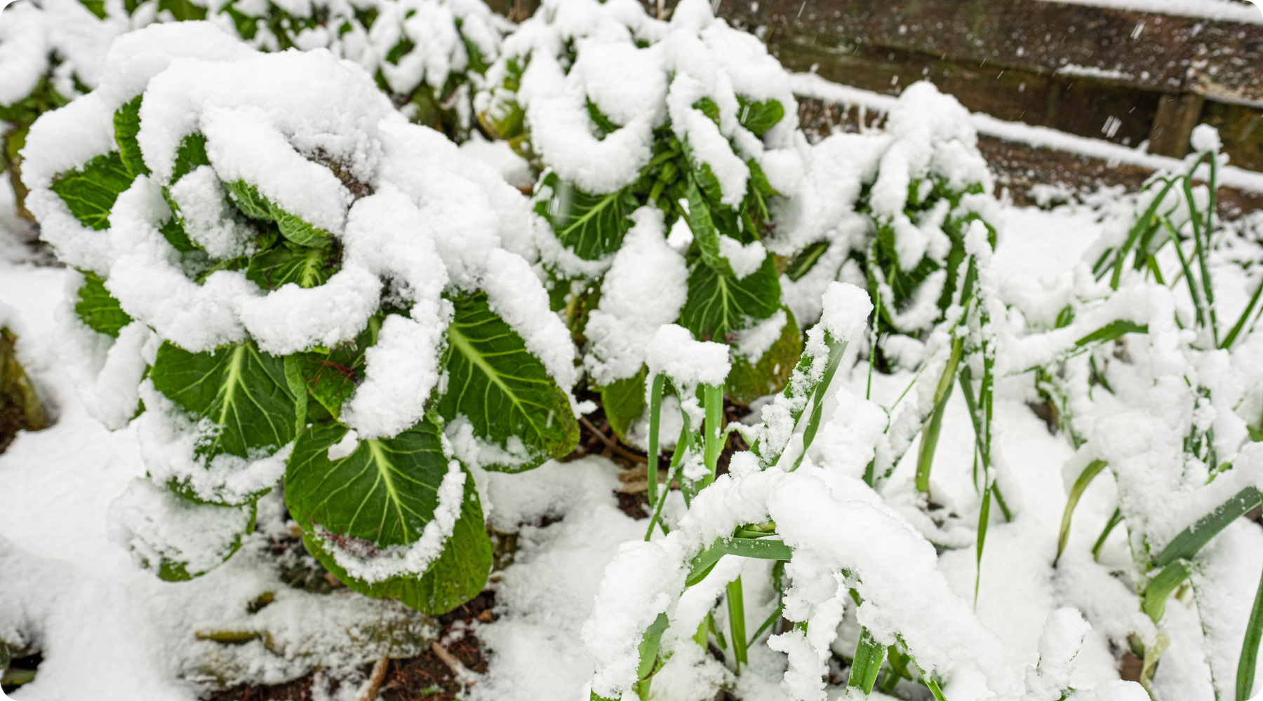 Winter Gardening Tips: How to Keep Your Garden Thriving Year-Round