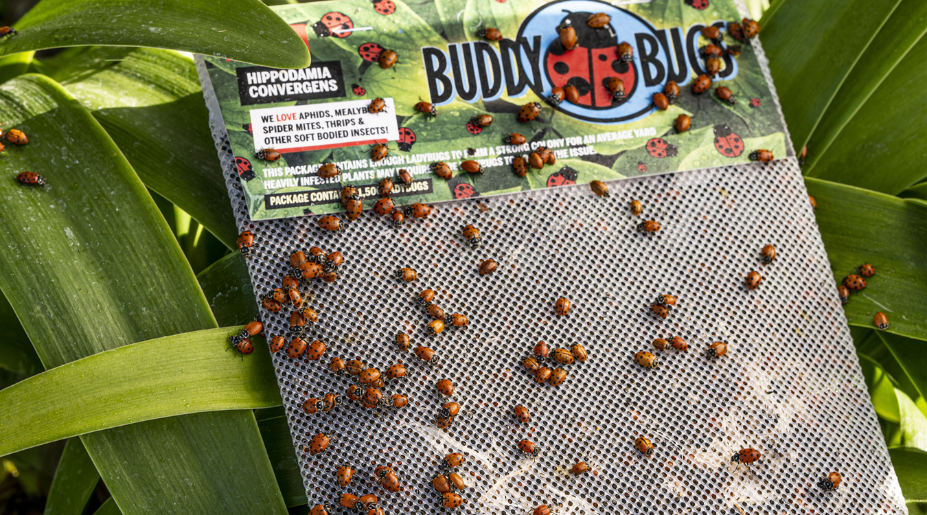 buddy bugs live ladybugs