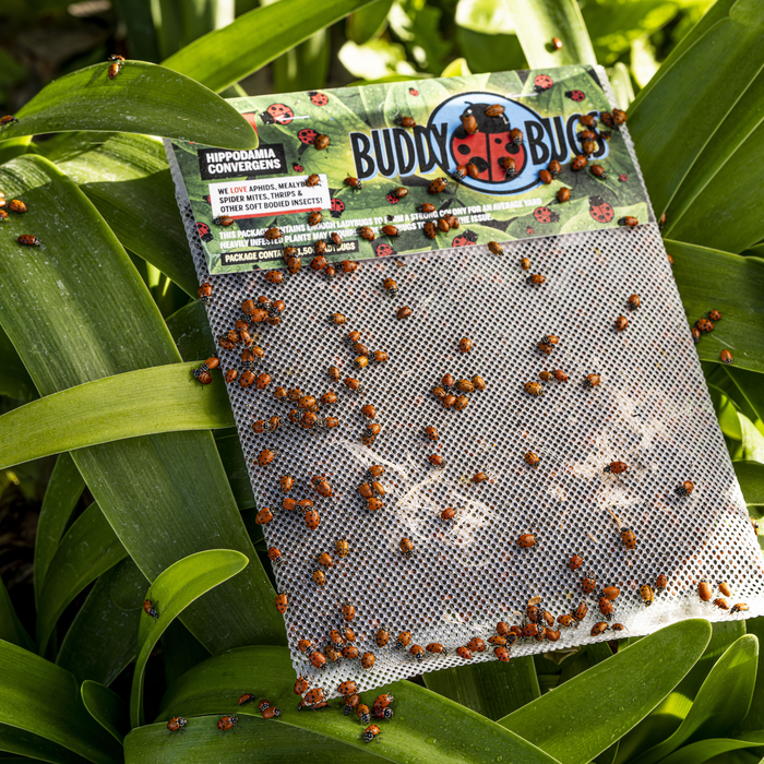 1500 Pre-Fed Live Ladybugs | Hippodamia Convergens