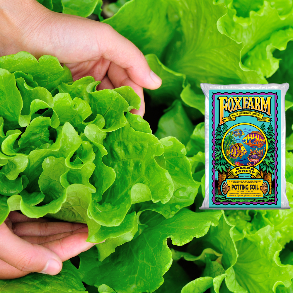FoxFarm Ocean Forest 1.5 cu ft and 12 qt bags with farmer holding lettuce in background