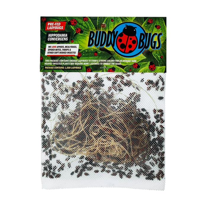 1500 Pre-Fed Live Ladybugs | Hippodamia Convergens