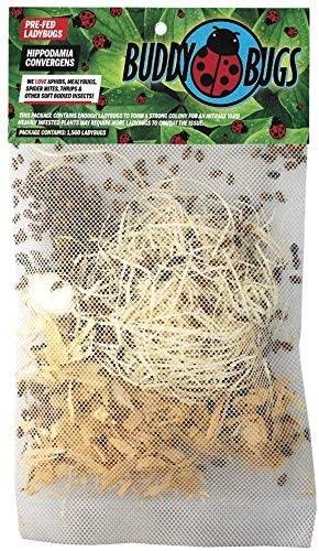 1500 ladybugs in packaging